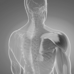 Illustration of internal human muscles across the body, highlighting how peptides improve muscle mass, boost physical performance, and accelerate recovery.